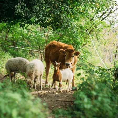 טורה דל גרקו Domus Agricolae Corallina מראה חיצוני תמונה