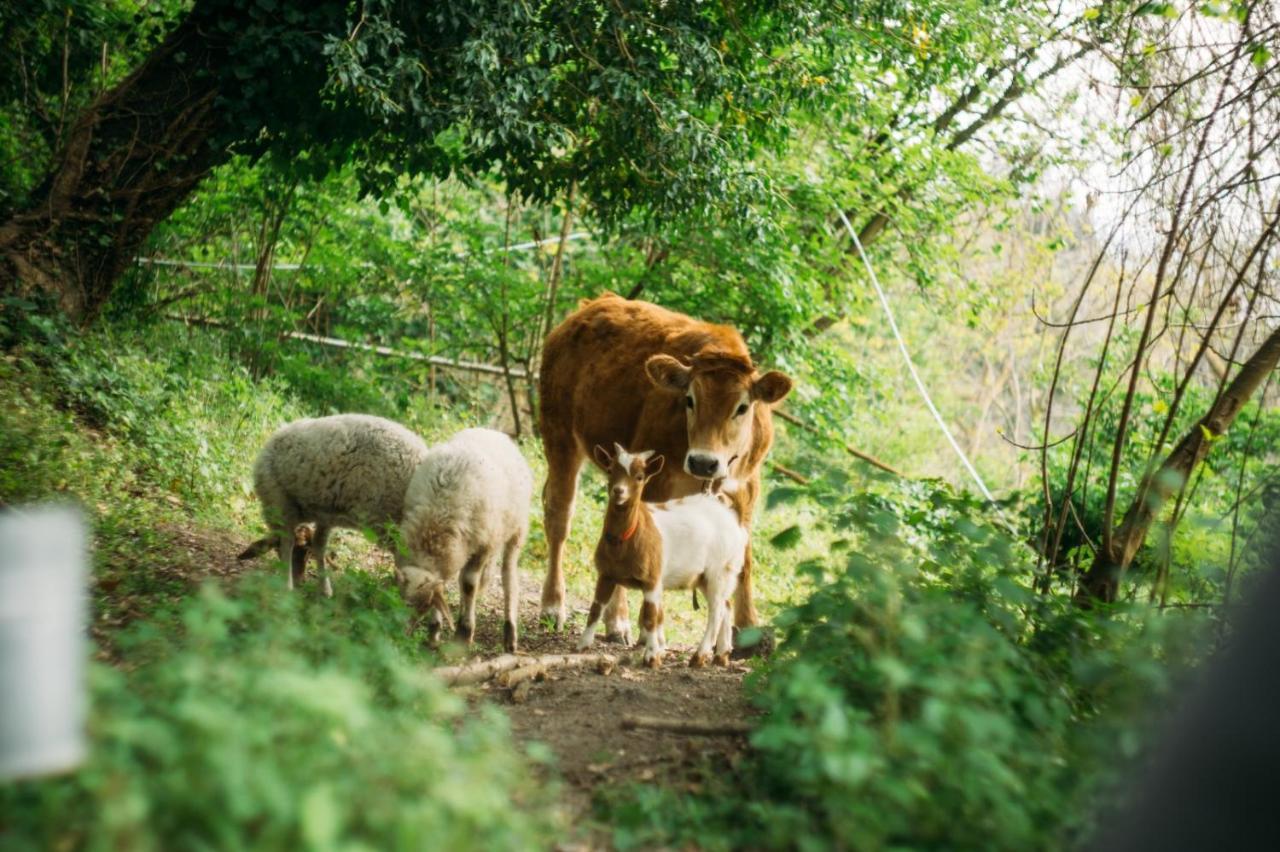 טורה דל גרקו Domus Agricolae Corallina מראה חיצוני תמונה