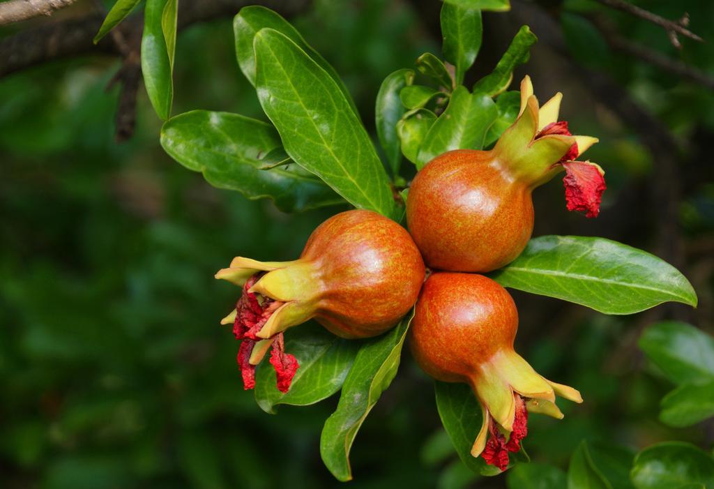טורה דל גרקו Domus Agricolae Corallina מראה חיצוני תמונה